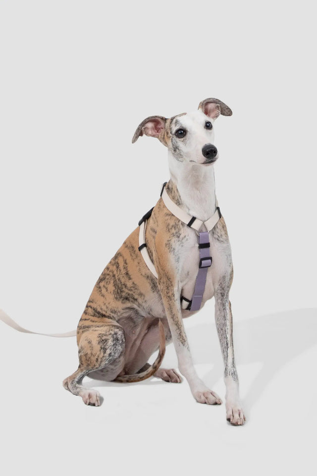Dog wearing the ValleyStride H-Frame harness in Milk Purple