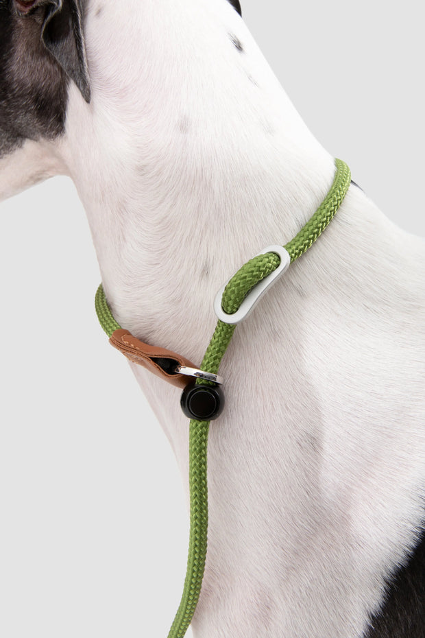 Bobo leather handle P-leash on dog