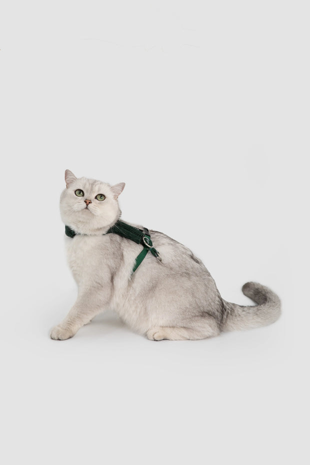 Cat wearing the CloudSoft Cat Harness in Turquoise Green
