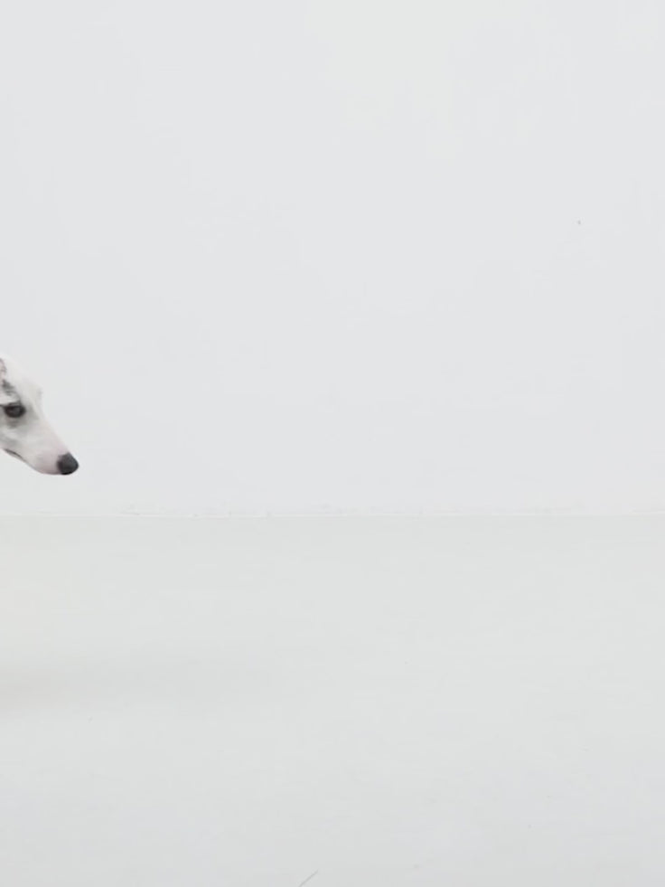 ValleyEase Martingale Dog Collar overview video