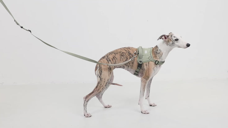 ValleyStride Flex Buffer Leash product details video