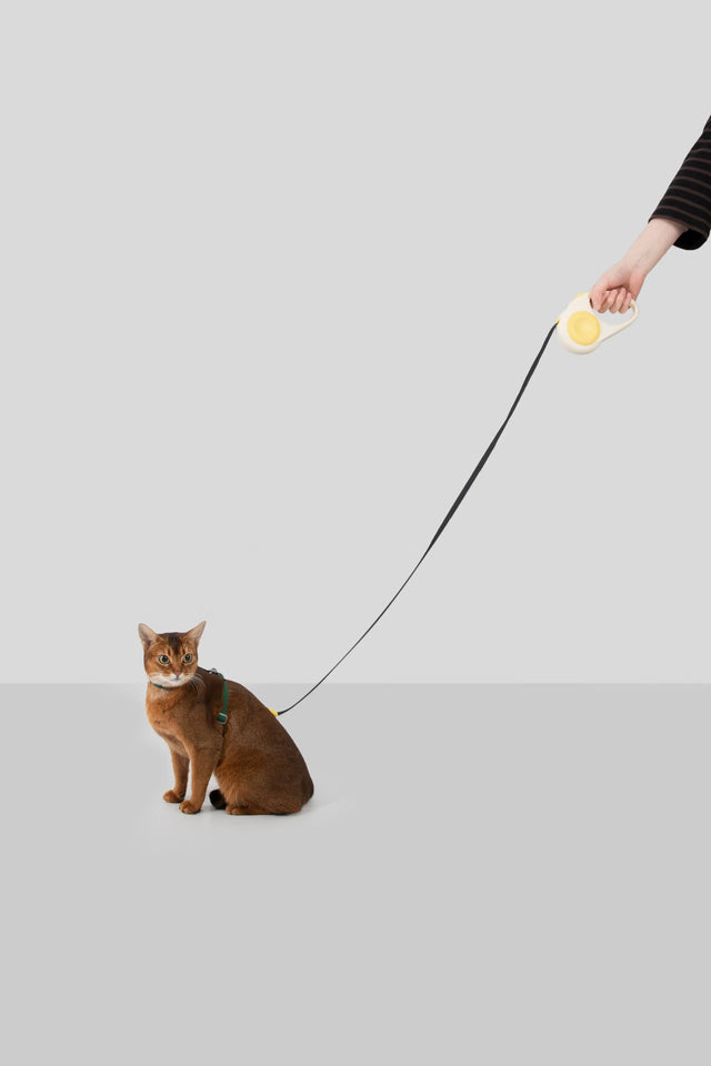 Cat walking with the RetractGo Cat Leash