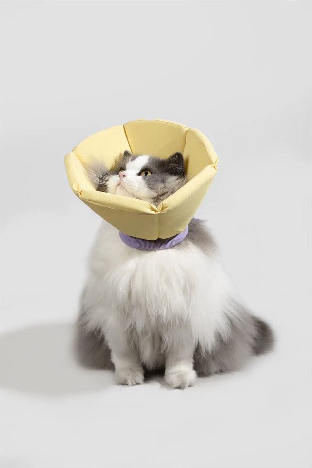 SoftCone Recovery Headpiece worn by a cat – Cheese Yellow