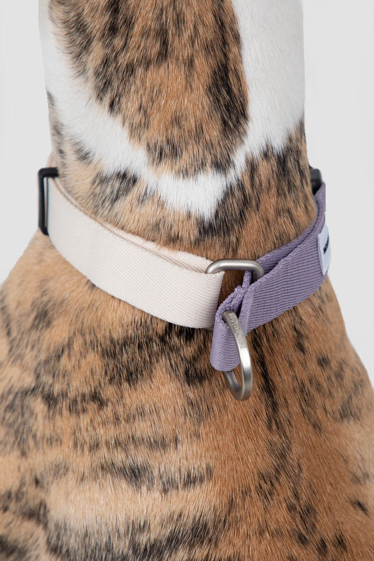 Close-up of the ValleyEase Martingale Dog Collar limit loop and D ring