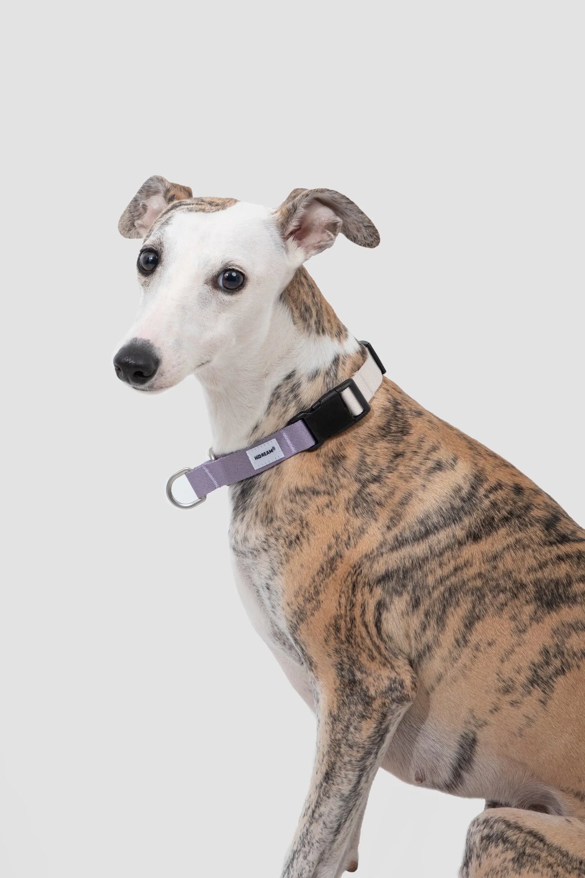 Dog wearing the ValleyEase Martingale Dog Collar in milk white and lavender