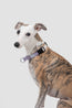 Dog wearing the ValleyEase Martingale Dog Collar in milk white and lavender