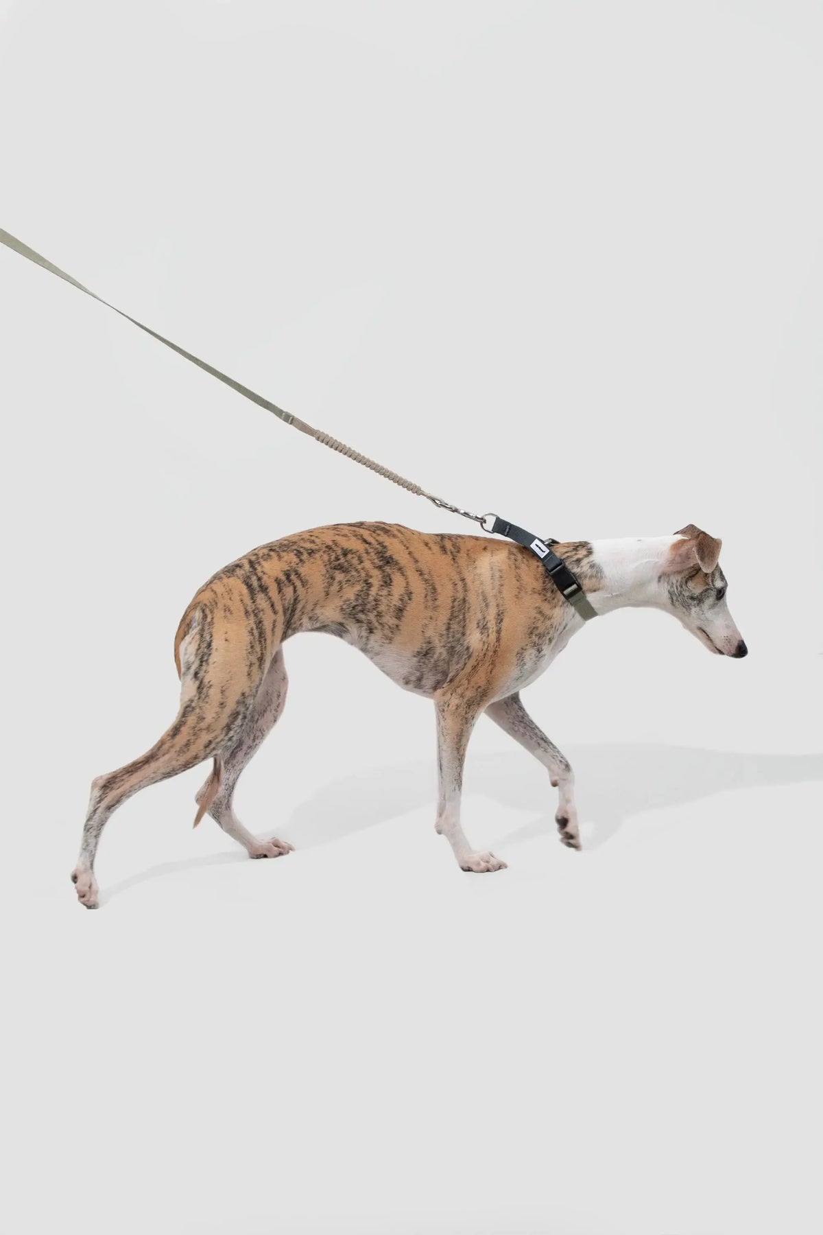 Dog wearing the ValleyEase Martingale Dog Collar in milk white and sage
