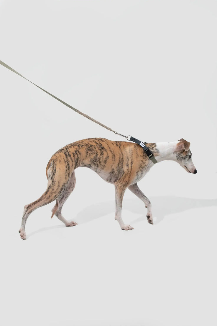Dog wearing the ValleyEase Martingale Dog Collar in milk white and sage