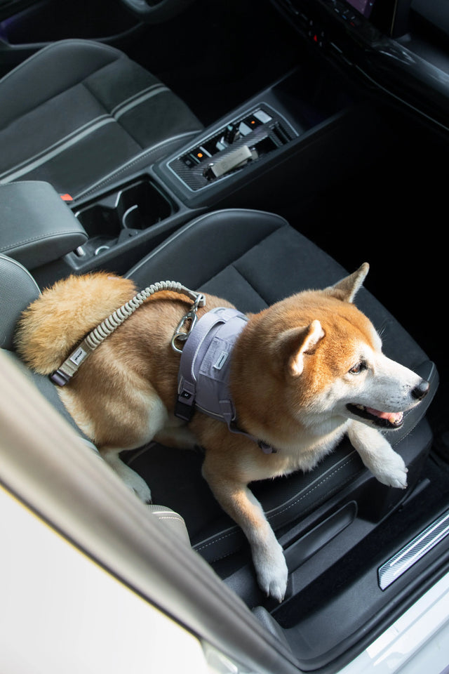 ValleyStride Car Safety Belt in use on a dog in a car