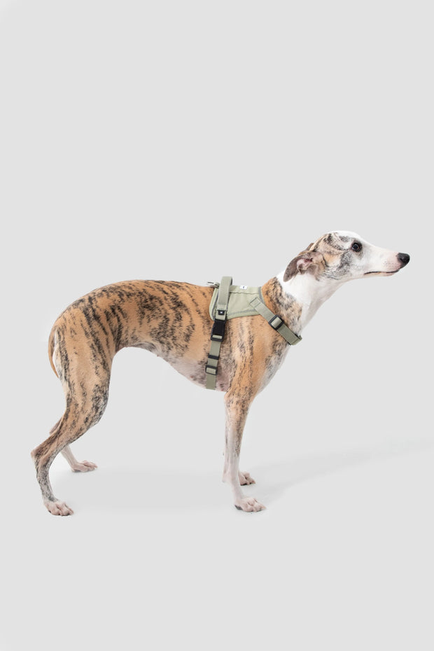 ValleyStride harness on dog, front view